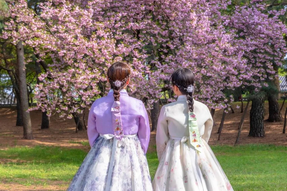 경주 혼자 벚꽃 (출처 : 한국관광공사)