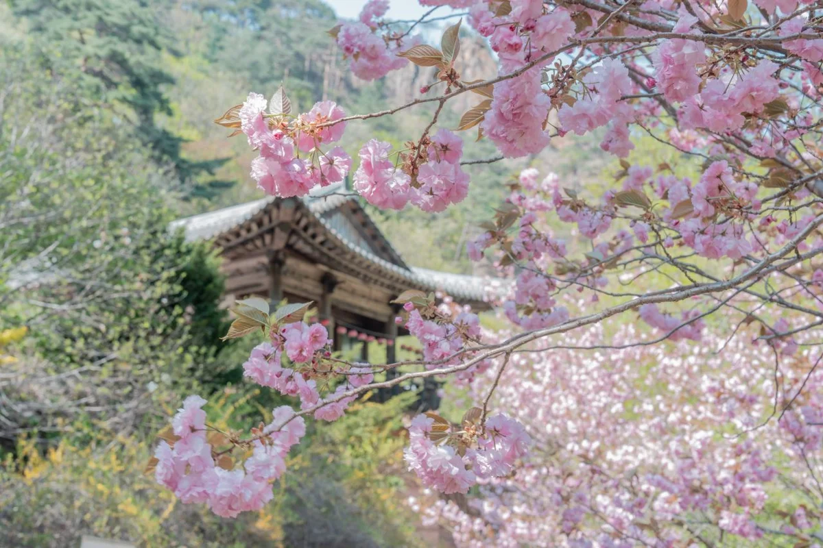 설악산 벚꽃 명소 겨울 여행 추천, 2026년 가봐야 할 BEST 6