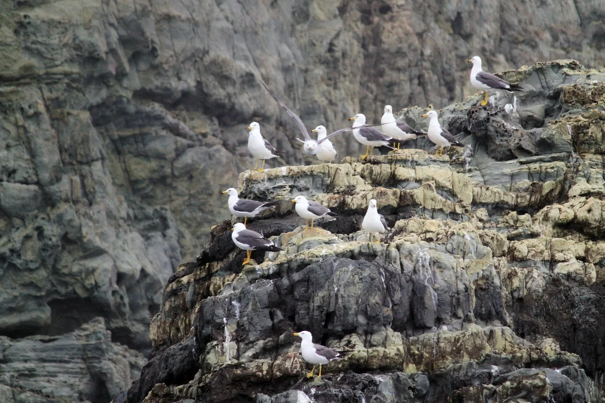 해금강 - 외도벚꽃 여행