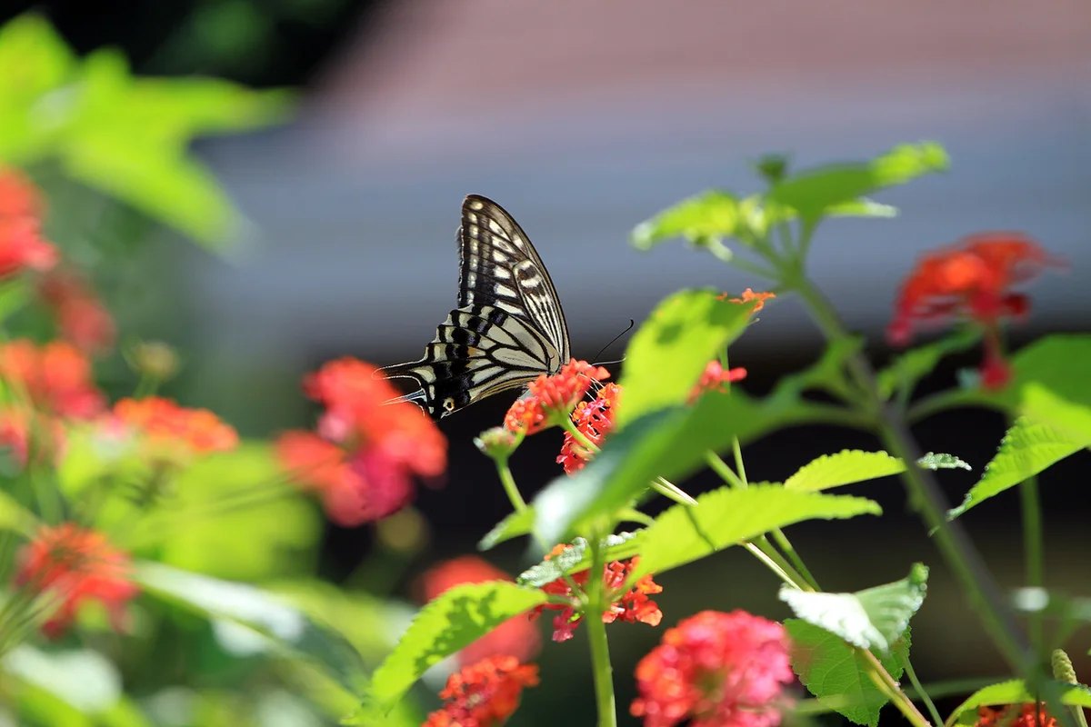 포천 허브아일랜드 6월 경기 라벤더 축제 - 6월축제 여행