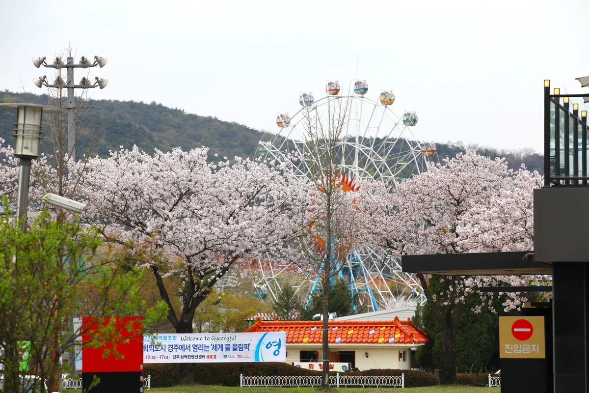 경주월드 - 경주벚꽃마라톤2026 여행