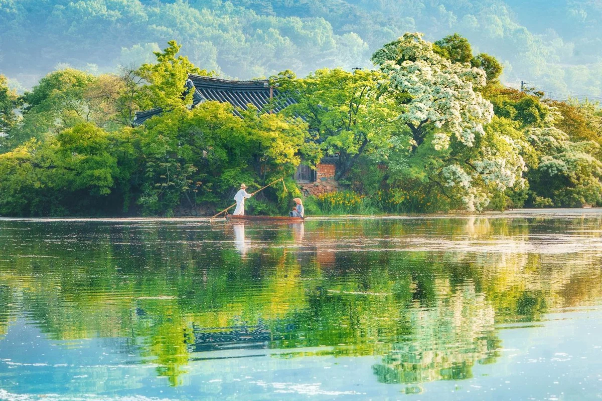위양지 - 밀양벚꽃 여행