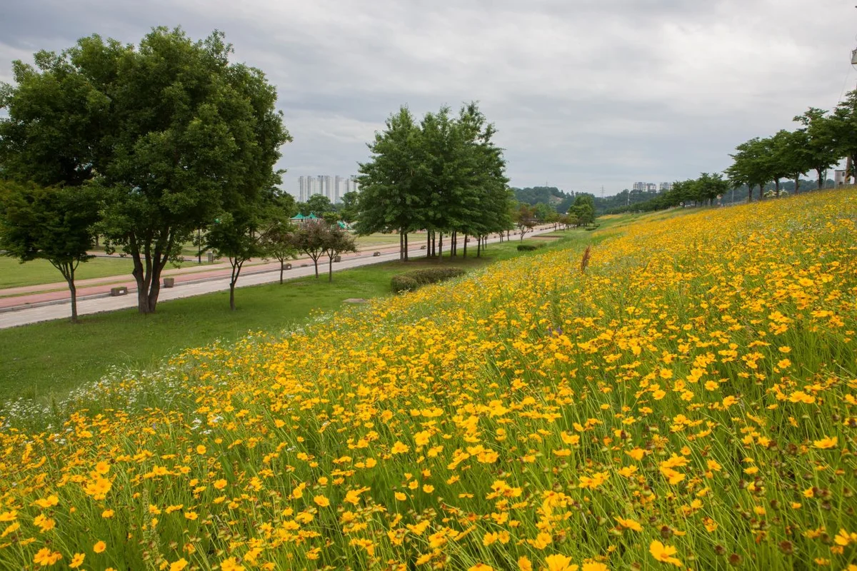 2026 구미 봄꽃 여행, 지금 떠나는 봄의 시작 명소 BEST 5