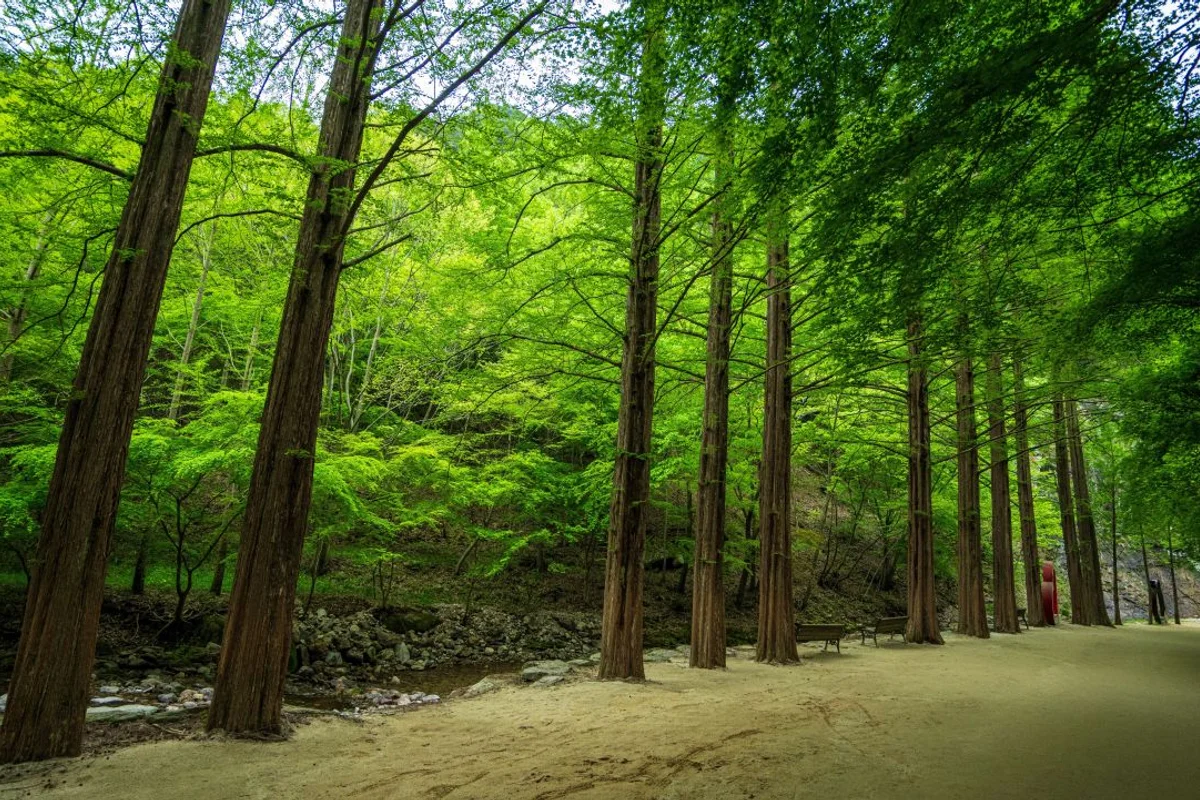 메타세콰이어길 - 남이섬 여행