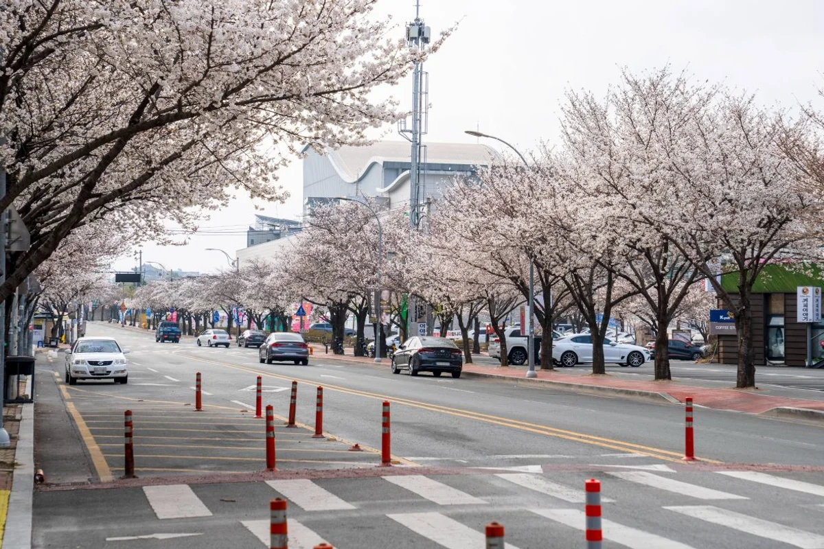 대구 벚꽃 명소 (출처 : 한국관광공사)