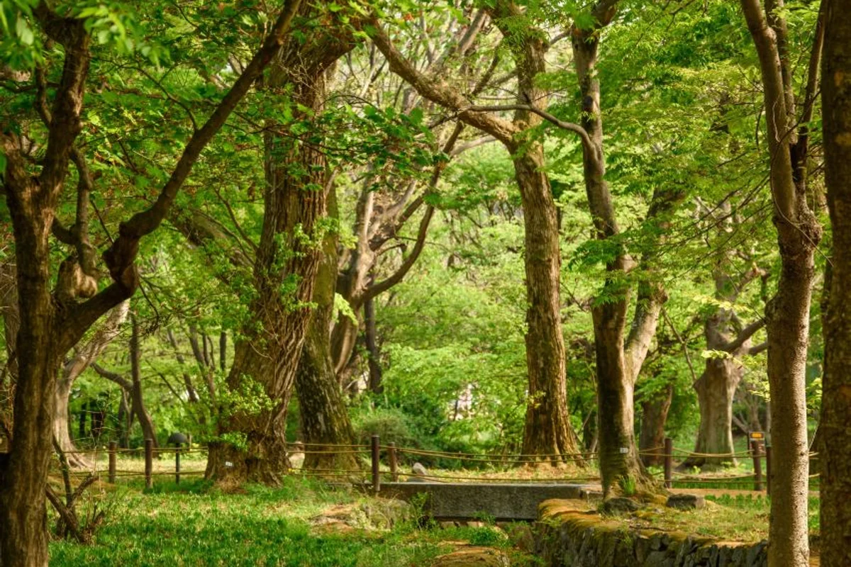 2026년 4월 광주 벚꽃 축제, 놓칠 수 없는 봄꽃 명소 BEST 4