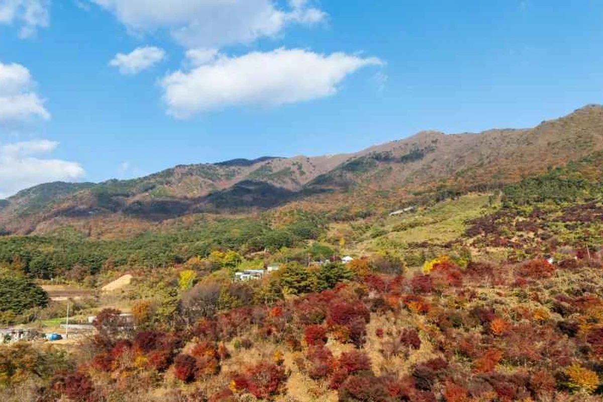 보령시 벚꽃 명소, 2026년 봄나들이 추천 - 보령여행 여행