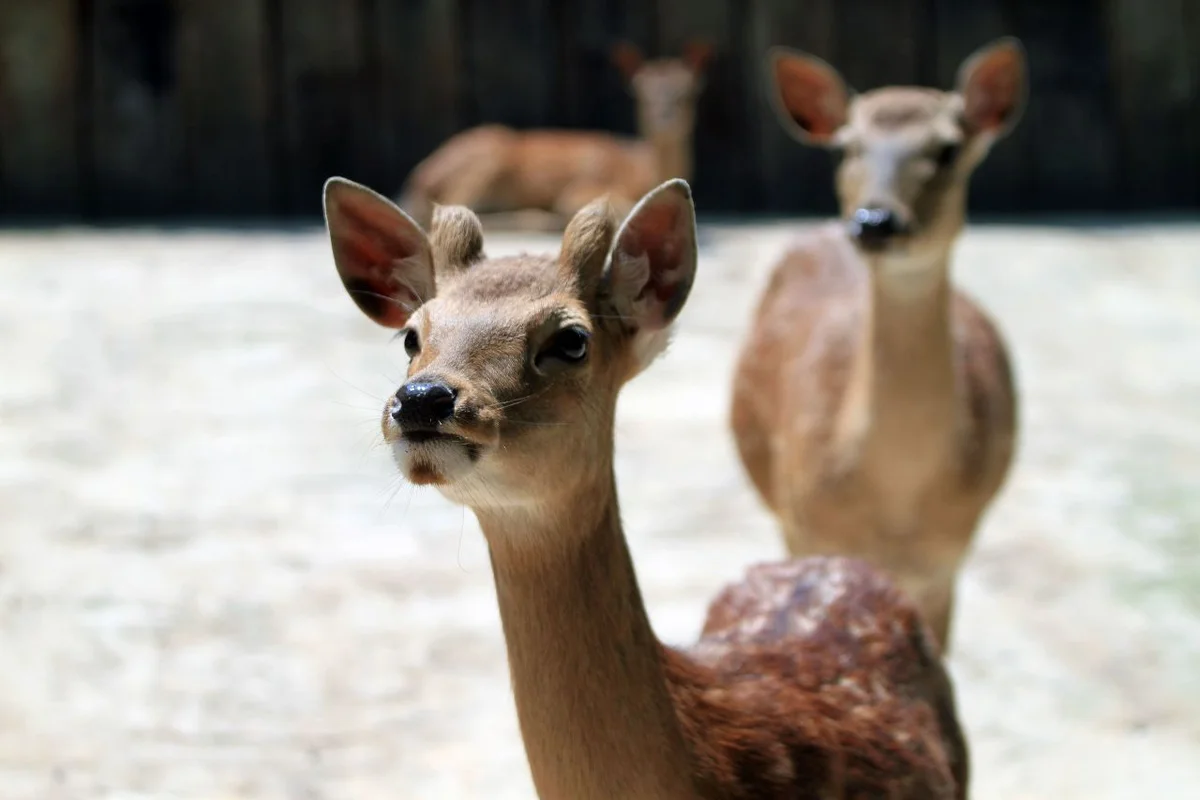 잉어 연못과 수련원 - 베어트리파크 여행