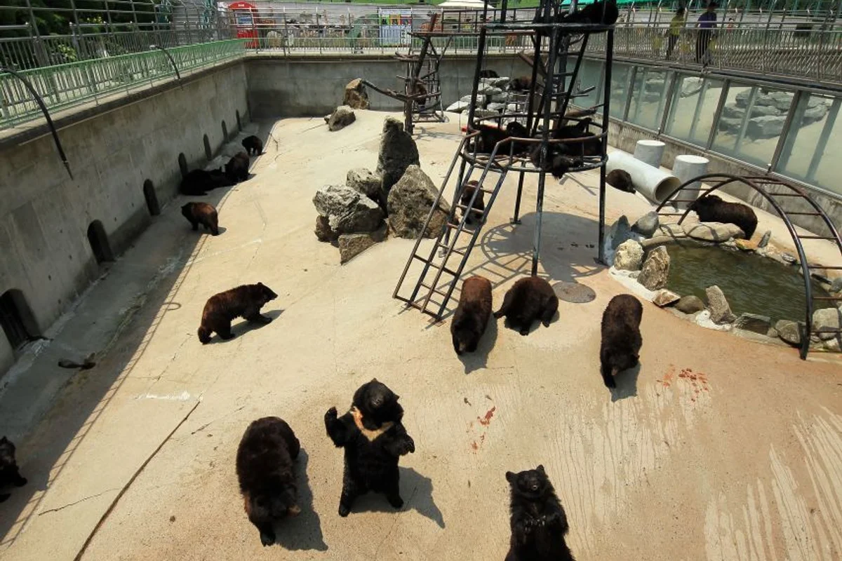 반달곰 동산 - 베어트리파크 여행