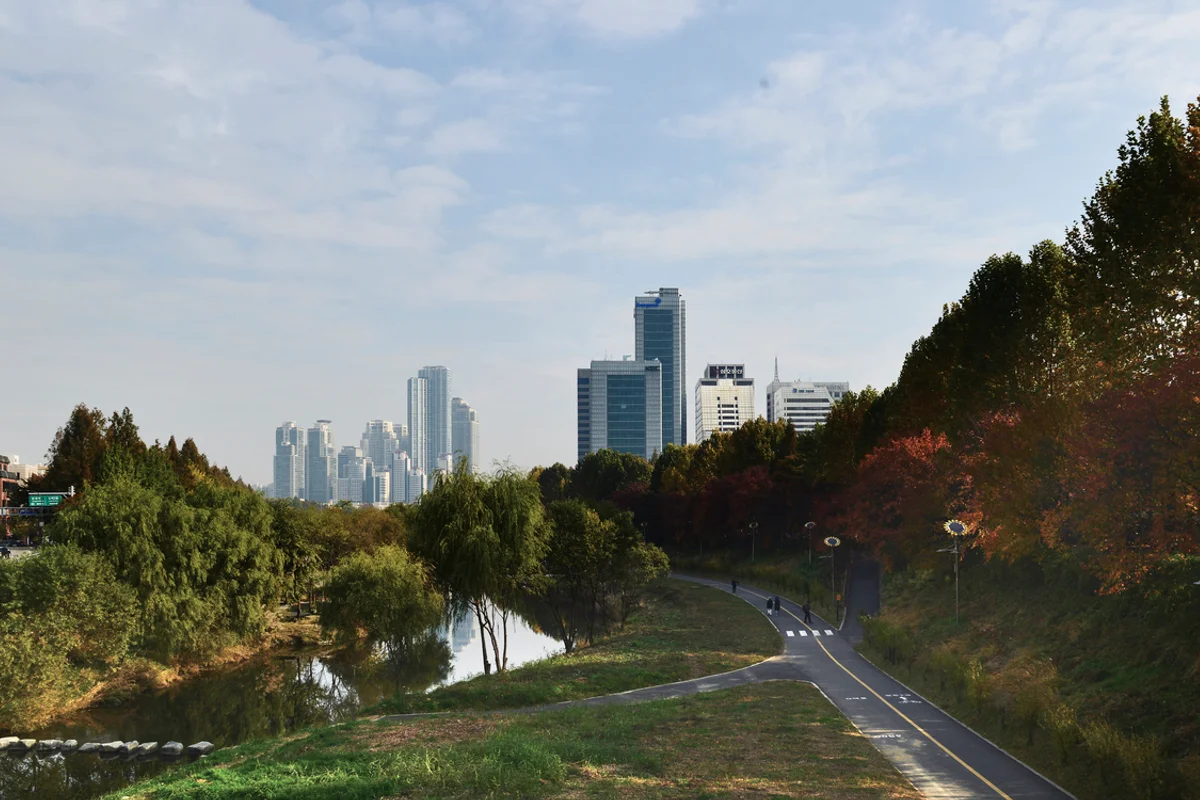 강남구 벚꽃 명소, 양재천 벚꽃길 - 강남 벚꽃 여행