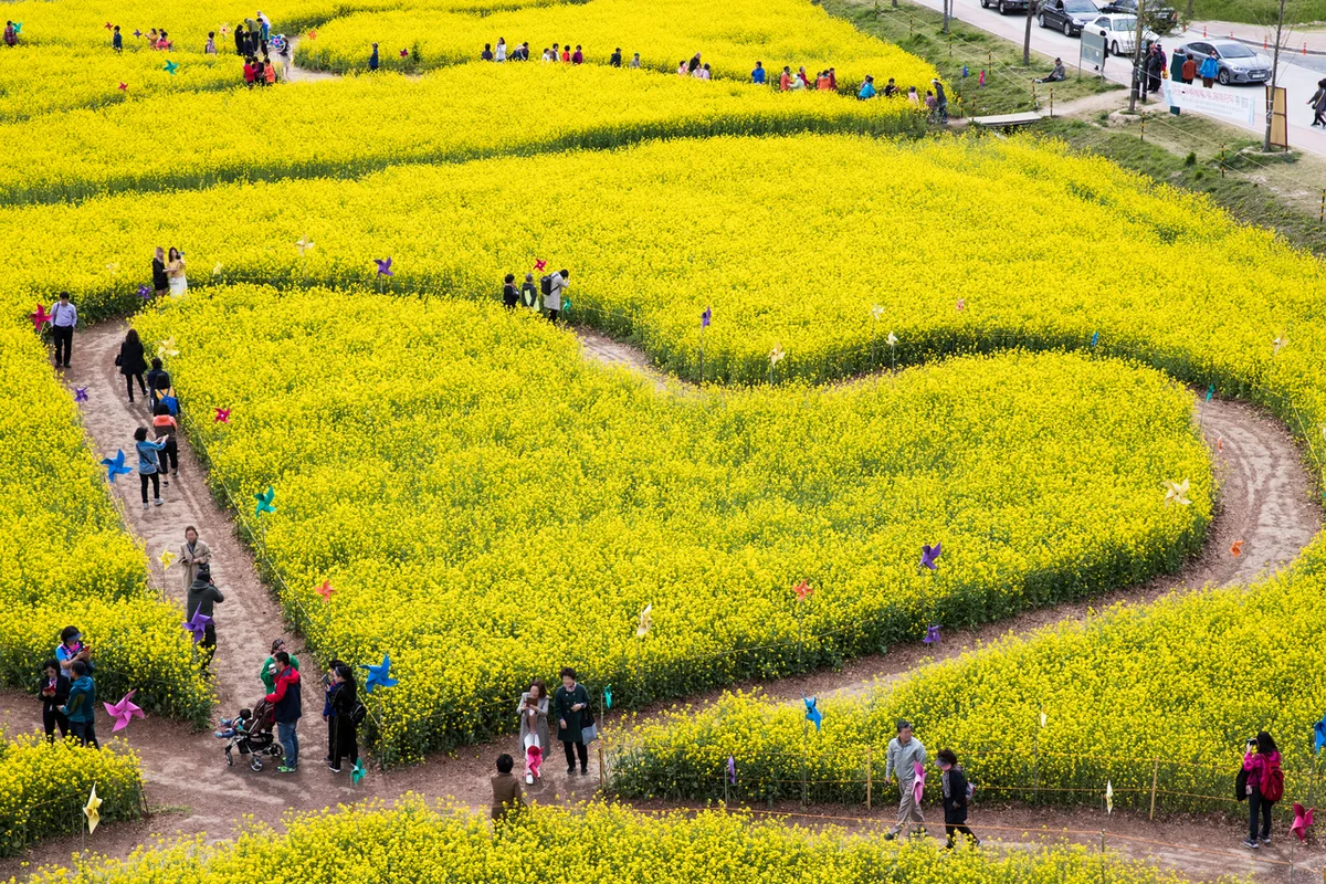 대저생태공원 (부산 유채꽃밭) - 부산여행 여행