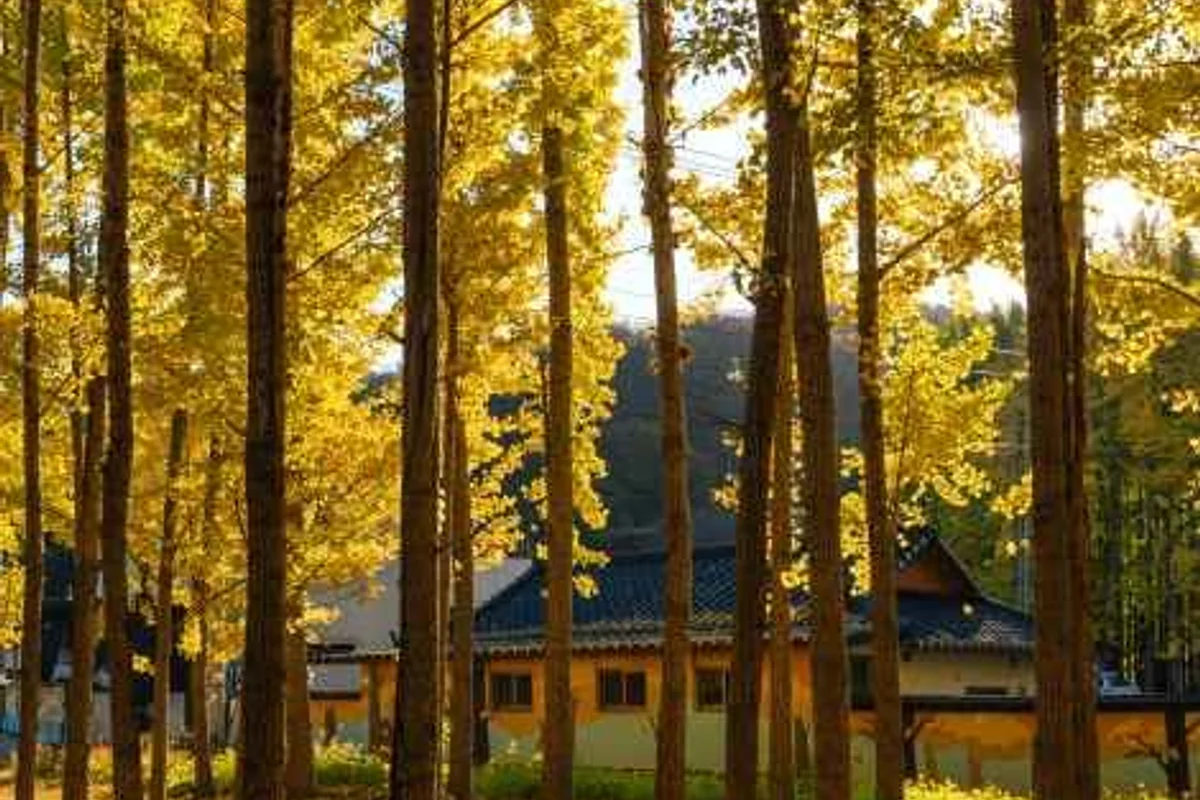 대릉원과 황리단길 - 경주뚜벅이여행 여행