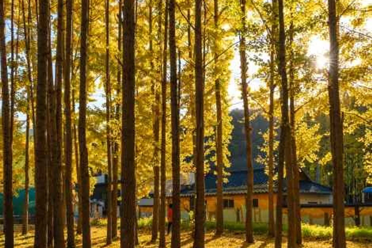 바니베어뮤지엄 - 경주뚜벅이여행 여행